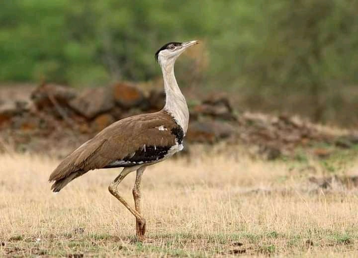 Godawan, Rajasthan State Bird – Rare Great Indian Bustard of India