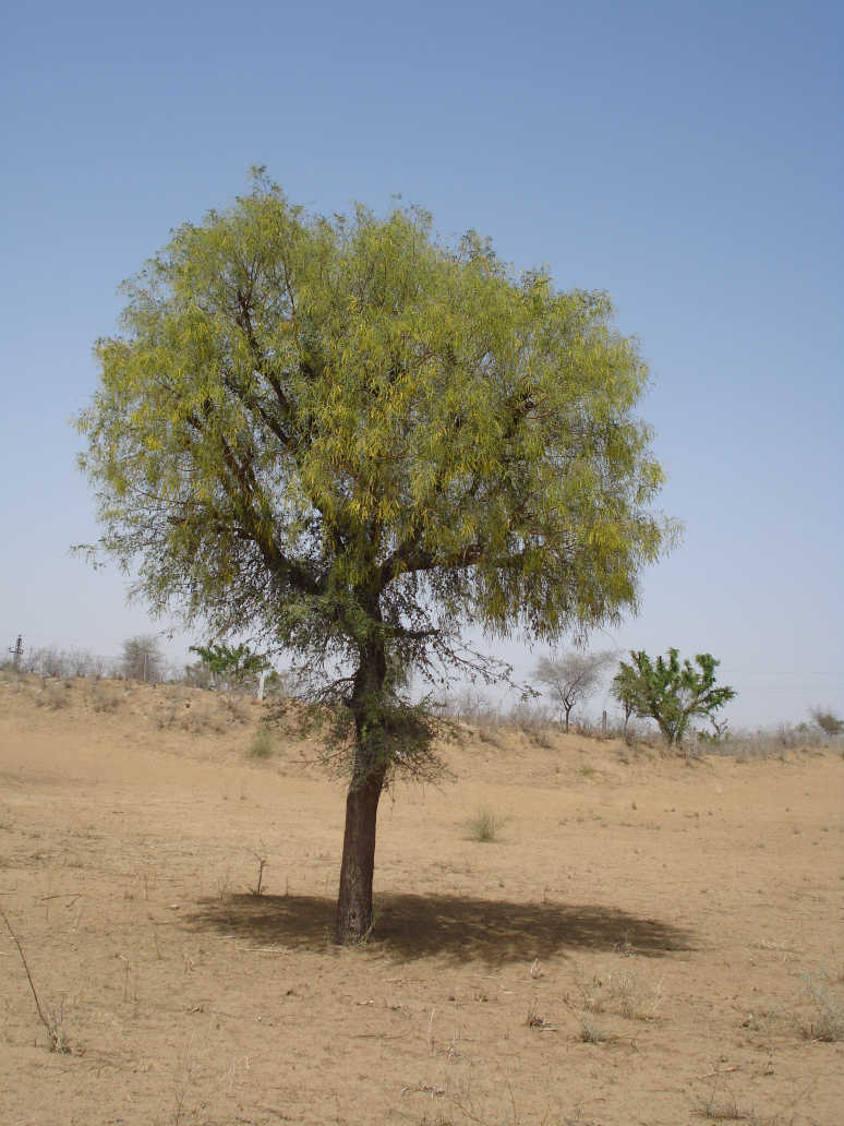 Khejri Tree – Rajasthan State Tree and Symbol of Desert Ecology