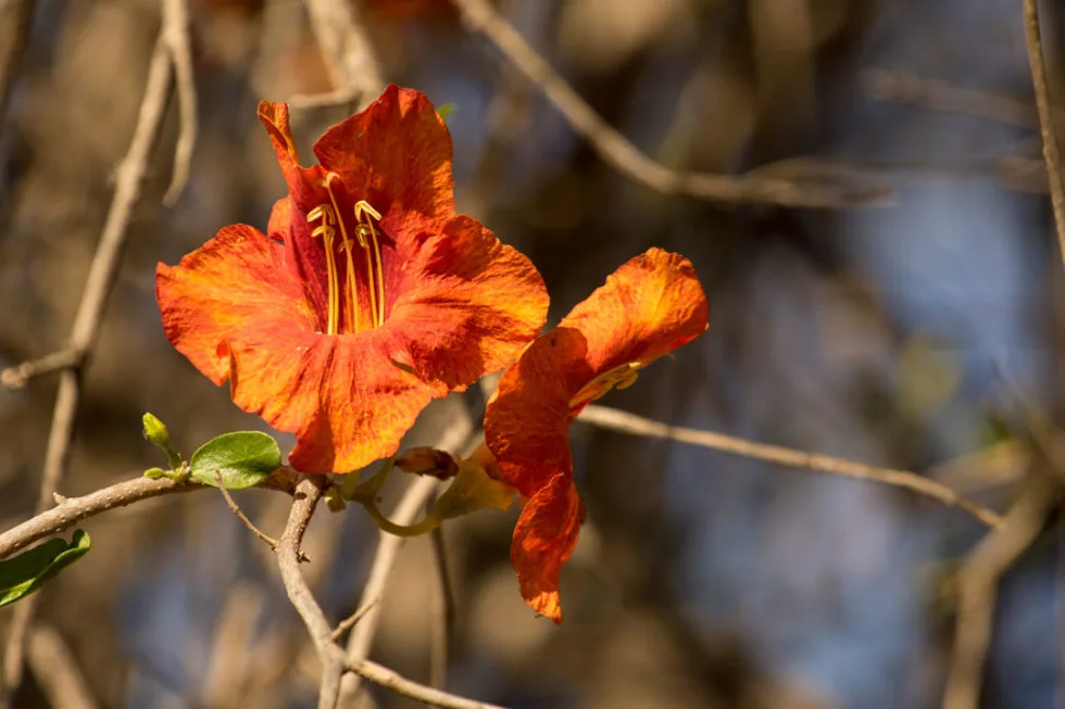 Rohida Flower – Rajasthan State Flower and Desert Beauty of India